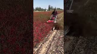 Harvesting process of chili peppers [upl. by Martinson]