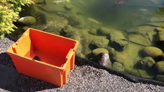 Hypostomus luteus in Swedish pond [upl. by Joellen]