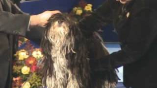 Rare Corded Havanese Dog Competes at National Dog Show [upl. by Paton317]