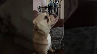 Partial seizure in a English Bulldog [upl. by Yob320]