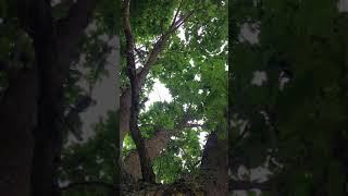 Sessile oak Quercus petraea  canopy  June 2018 [upl. by Nosidda]