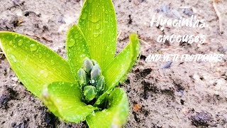 Hyacinths crocuses and yeti footprints [upl. by Einhorn]