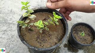 HOW TO GROW CRASSULA SARMENTOSA VARIEGATA PLANT  CARE  PROPAGATION  SUCCULENT PLANT [upl. by Osmund185]