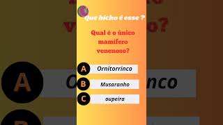 quotConheça o fascinante ornitorrinco um dos animais mais únicos do mundo [upl. by Curhan]