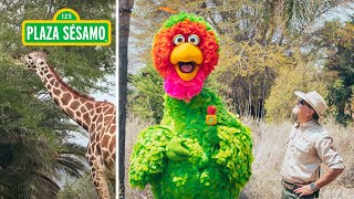 Plaza Sésamo ¿Qué comerán las jirafas 😱🦒 ¡Descúbrelo con el reportero Abelardo ReporteroAbelardo [upl. by Wilkey]