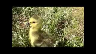 Baby Canada goose expores the backyard [upl. by Amihsat]