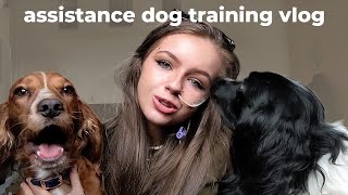 assistance dog training vlog [upl. by Ely363]