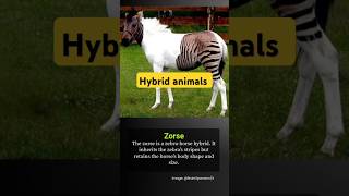 Hybrid animal youtube [upl. by Pasquale]