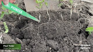 Properly Measuring Soybean Plant Depth After Planting [upl. by Sateia213]