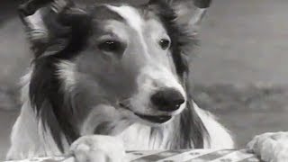 Lassie  Stablemates  Lassie English Full Episodes  Kids Cartoon  Old Cartoon 🐕 [upl. by Assiluj]