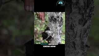 Unlock Longevity The Power of Chaga Mushroom [upl. by Olivero581]