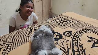 angry shih tzu fighting her sistershihtzucuteness funny doglover shihtzuworld comedy [upl. by Haeel]