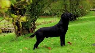 Black Labrador working gundog [upl. by Esilram474]