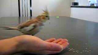 Clicker Training Cockatiel fetch all toys in my hand [upl. by Zitvaa]