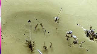 Bryophyte Practical Polytrichum [upl. by Hedges]