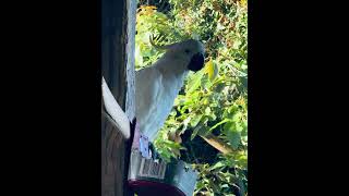 Sly bugger knows I’m filming birds birdsofaustralia australian cockatoo [upl. by Yvette]