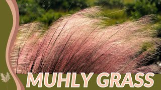 MUHLY GRASS Growing and Caring Tips Muhlenbergia capillaris [upl. by Richmal]