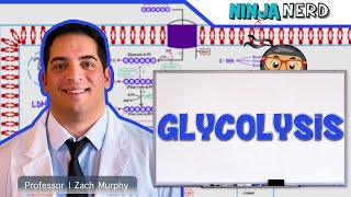 Metabolism  Glycolysis [upl. by Efal]