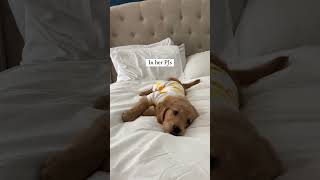 Which one is your favorite 🐶🎵 dreamybgm doglover dogmusic dogsleepmusic cutepuppy puppies [upl. by Ardnek]