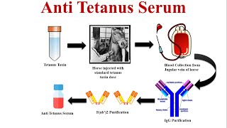 AntiTetanus Serum  Tetanus Antisera  How it Works and Why You Need It [upl. by Adnawad469]