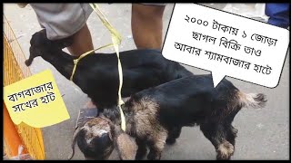 Galiff Street Pet Bazaar ☺️2024 enjoyeveryone viralvideo petlover cheapest latest [upl. by Ecyla469]