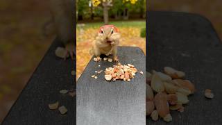 Get your earmuffs out Winter is coming chipmunk backyardwildlife funnyanimals y [upl. by Moonier]