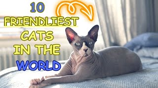 10 Friendliest Cats In The World [upl. by Ardnatal857]