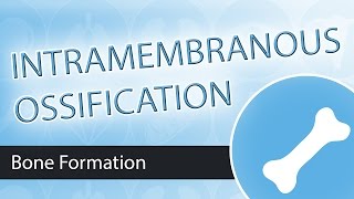 Intramembranous Ossification [upl. by Somerset]