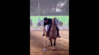 Nazabazi with Mubashar Tiwana beautifulhorses horse pakistan punjab youtube youtubeshorts [upl. by Tsirhc151]