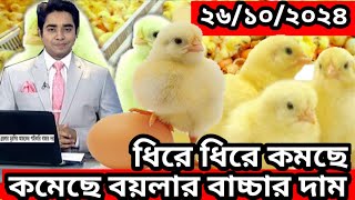 কিছুটা কমেছে বয়লার মুরগির বাচ্চার বাজার  সকল বাচ্চাসহ বয়লার বাচ্চার দাম জানুন  26 October 2024 [upl. by Carolynn]