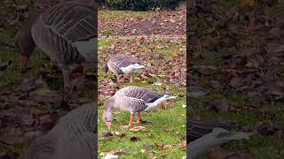 Greylag geese [upl. by Natsreik]