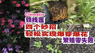 如何让铁线莲快速爆花的种植方法Clematis零失败的培育繁殖成苗和幼苗如何扶壮大花铁线莲如梦Hagley Hybrid早春种植的要点26032024 [upl. by Eidob]