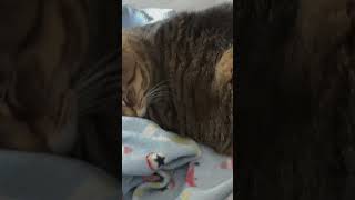 A sleeping cat That’s all cat cuteanimal cute cutecat catshorts catlover catvideos aww [upl. by Prisca]