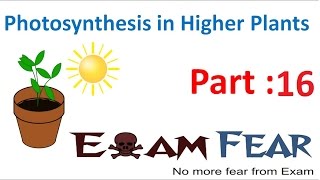 Biology Photosynthesis in Higher Plants Part 16 Cyclic Photophosphorylation CBSE class 11 XI [upl. by Janet]