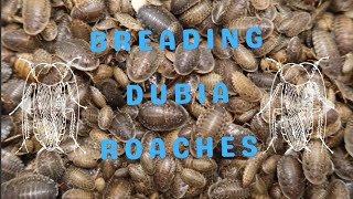 How to Dubia Roach Breeding Guide From Setup to Success dubiaroaches feeder [upl. by Jonme]