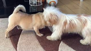 PUG VS SHIH TZU  FIGHT OF THE YEAR FUNNY [upl. by Akirderf]