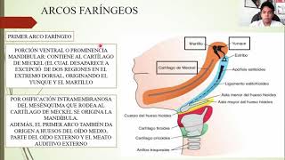 EMBRIOLOGÍA CABEZA Y CUELLO [upl. by Adal367]