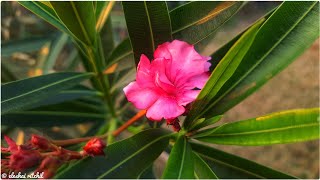 Oleander Flower  Nerium oleander [upl. by Ardnohsal]