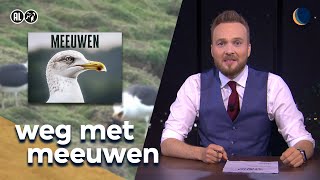 Hoe komen we van meeuwen af  De Avondshow met Arjen Lubach S6 [upl. by Gensler]