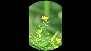 Rorippa palustris Bog Yellowcress [upl. by Eilla]