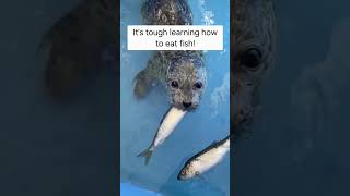 Baby Seal Learning How To Eat seal learning animal cuteanimals viralvideo [upl. by Berman]