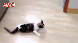 Funny Cats Sliding on Wooden Floors Compilation HD 5MC [upl. by Gilmour]