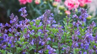 How to Grow Catmint [upl. by Sabra]