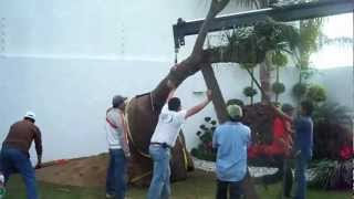 Instalando una Pata de Elefante Beaucarnea Vivero Arte y Jardin [upl. by Biegel]