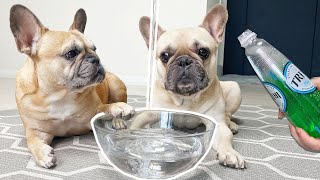 My Dogs Try Sparkling Water for the First Time [upl. by Notsag]