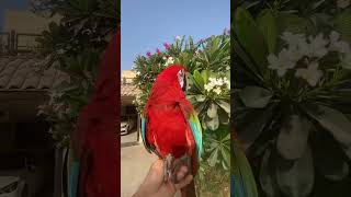 Macaw parrot 💕enjoy the chill Mord short shorts shortvideo parrot viralvideo [upl. by Letnuahc]