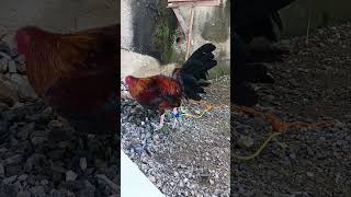 Midstation gamefowl rooster original sound [upl. by Neerol653]