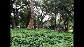 Beautiful Hotel in Lampang Thailand  Lampang River Lodge Hotel [upl. by Elwaine684]