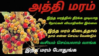 அத்தி மரம்athi maramநாட்டு அத்தி மரம்அத்தி மரம் மருத்துவ பயன்கள்காட்டு அத்தி மரம்காட்டத்தி மரம் [upl. by Ecerehs]