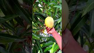 M anvi maje mango Ann al keyi mango batis avem Hmmmm li gou garden gardening foodgarden [upl. by Som]